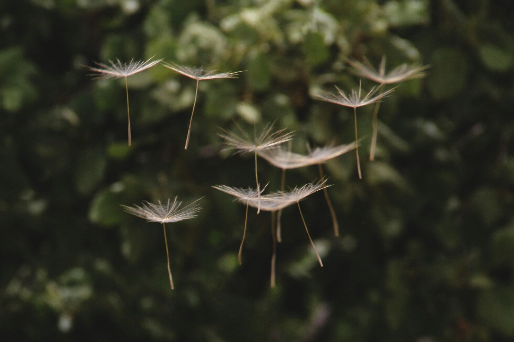 hasan-almasi-BIrL2bdlMa4-unsplash hasan-almasi-BIrL2bdlMa4-unsplash